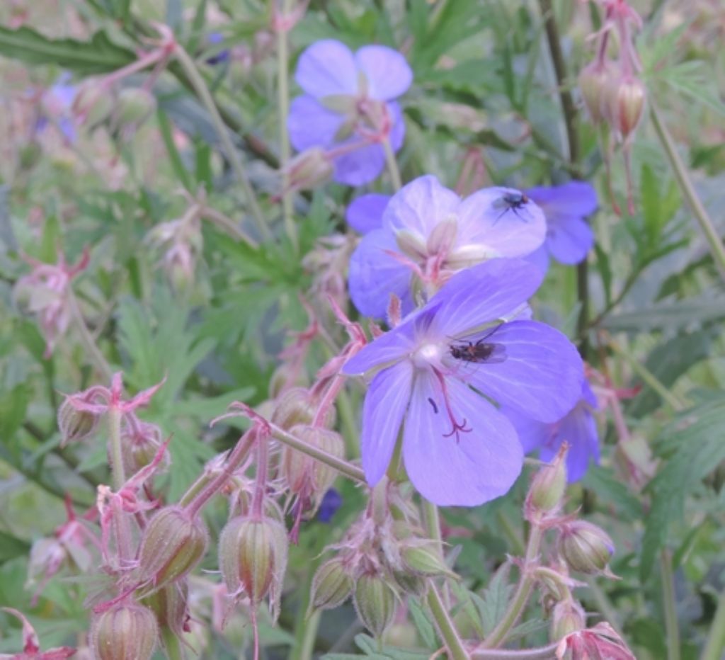 Geranium pratense / Geranio dei prati